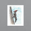 Woodpecker '25